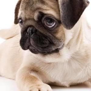 Meet your Posher, Evie